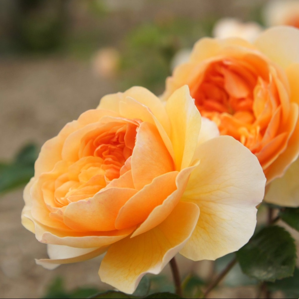 Meet your Posher, Riley